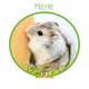 Russian Dwarf Hamster (Hamster Reservation)