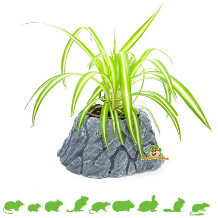 Hamsterscaping Planter Rock for Rodents & Rabbits!