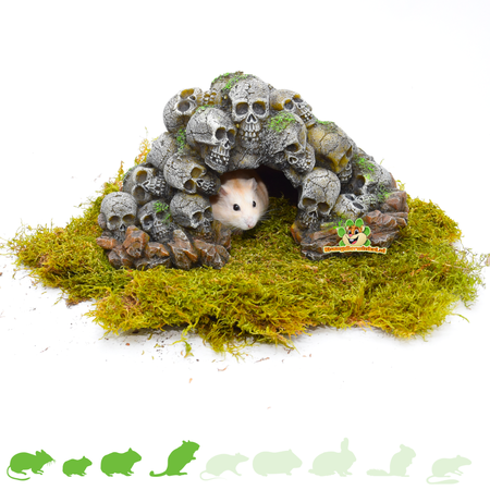 Hamsterscaping Schedel Grot 24 cm