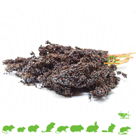 Ernte von Dari Cob Black Sorghum