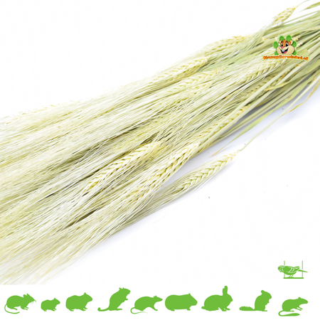 Knaagdier Kruidenier Barley Harvest for Rodents & Rabbits!