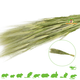 Knaagdier Kruidenier Cosecha de espigas de trigo verde para roedores y pájaros