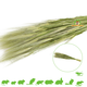 Knaagdier Kruidenier Green Wheat Ears Harvest for Rodents & Birds