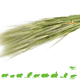 Knaagdier Kruidenier Green Wheat Ears Harvest for Rodents & Birds