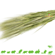 Knaagdier Kruidenier Récolte d'épis de blé vert pour rongeurs et oiseaux