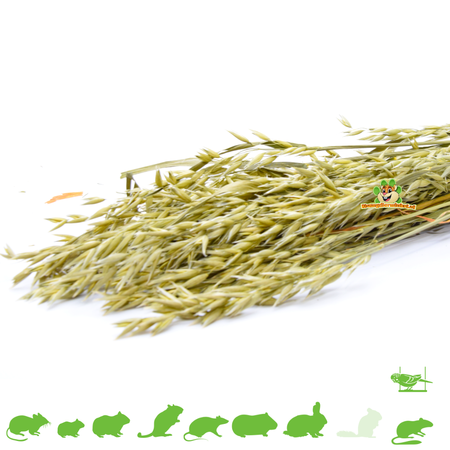 Knaagdier Kruidenier Zbiór owsa dla gryzoni i ptaków