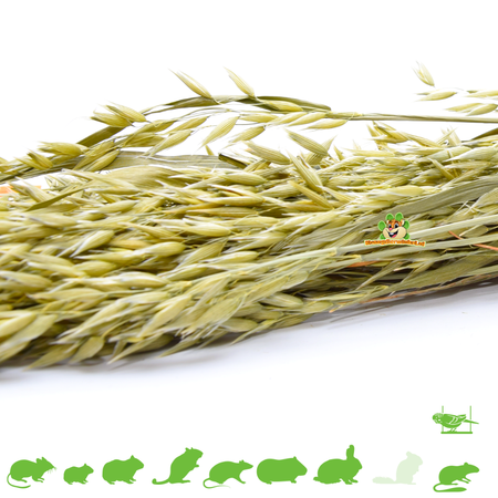 Knaagdier Kruidenier Récolte d'avoine pour rongeurs et oiseaux