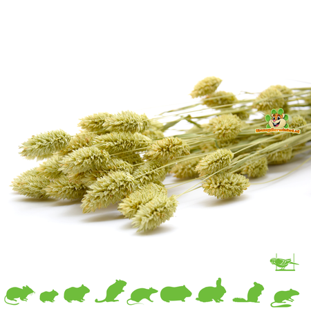 Knaagdier Kruidenier Canary Seed Harvest for Rodents & Birds