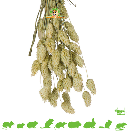 JR Farm Zbiór nasion kanaru dla gryzoni i ptaków