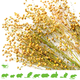 Knaagdier Kruidenier Linseed Flax Harvest for Rodents & Birds