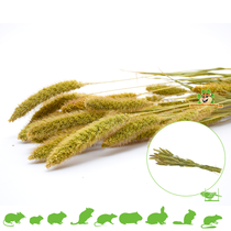 Coniferous Millet Harvest