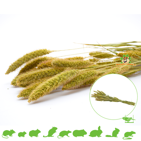 Knaagdier Kruidenier Naaldaar Millet Harvest for Rodents & Birds