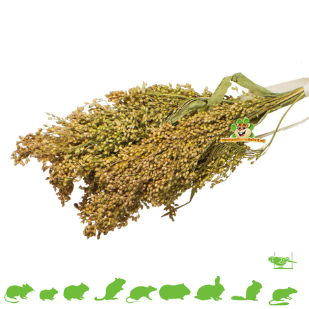 JR Farm Cosecha de mijo para roedores y aves