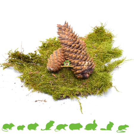 Pine cone 2 pieces for Rodents & Rabbits!