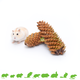 Pinecone 2 pieces for Rodents & Rabbits