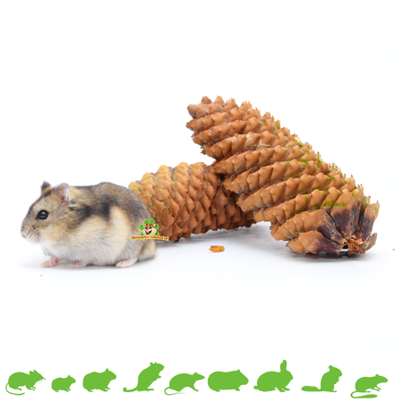 Piña de pino (2 unidades) para roedores y conejos