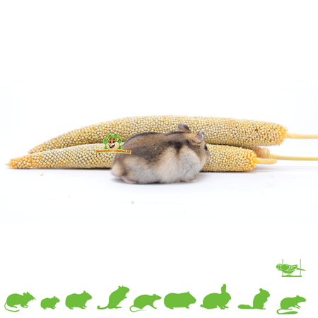 JR Farm Perlhirse für Nagetiere und Vögel