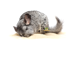 Chinchilla Care