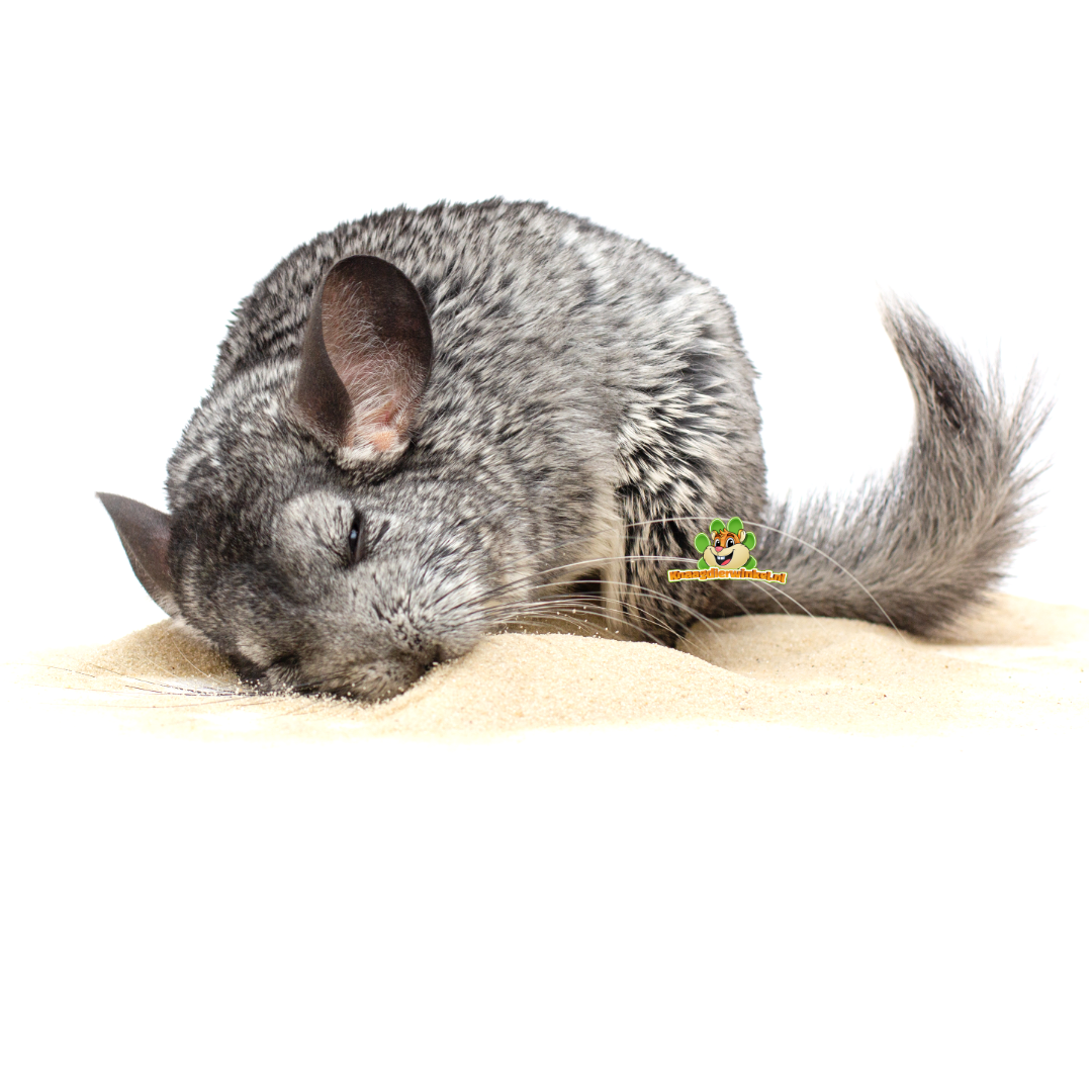 chinchilla