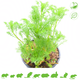 Knaagdier Kruidenier Fresh BIO Chamomile Plant