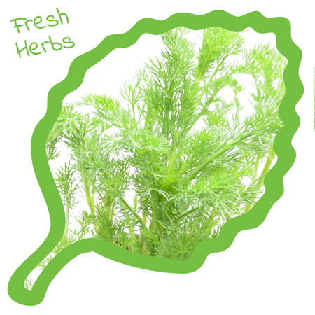 Knaagdier Kruidenier Fresh Organic Chamomile Plant