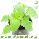 Knaagdier Kruidenier Fresh BIO Melissa Plant