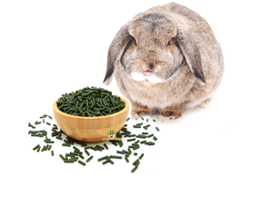 Pellets de lapin