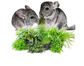 Fresh Chinchilla Herbs