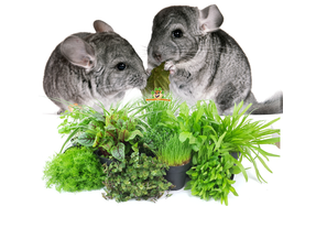 Herbes fraîches pour chinchilla