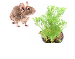 Fresh Degu Herbs