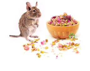 Dried Degu Flowers