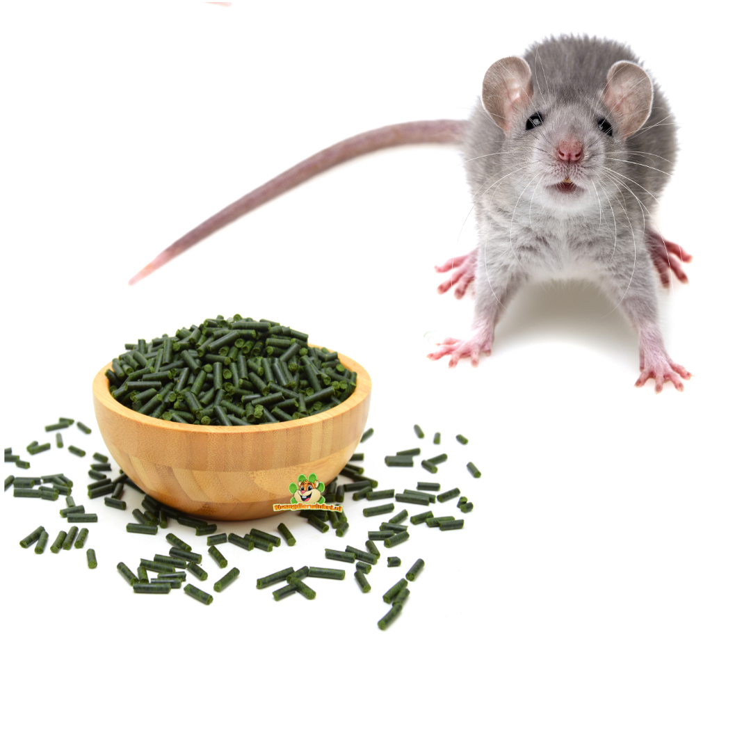 Szczur domowy – inteligentny zjadacz, uwielbia żerowanie i nagradzanie