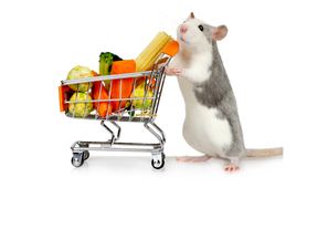 Fruits et légumes secs Rat