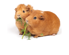 Guinea Pig Snacks Dried Vegetables