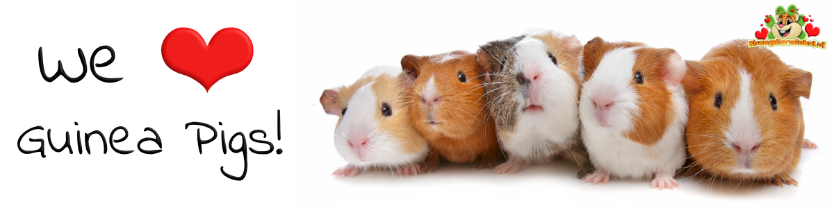 guinea pig sniffing box