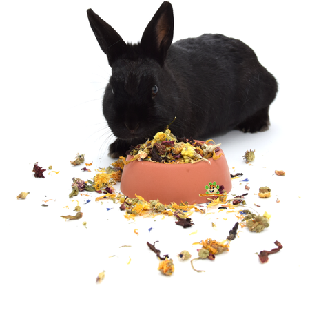 Steinfutterplatz für Nagetiere und Kaninchen