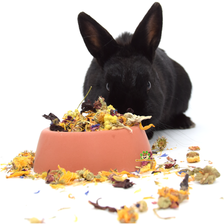 Steinfutterplatz für Nagetiere und Kaninchen