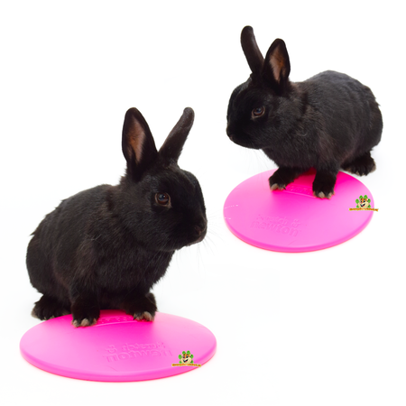 Scratch and Newton Dysk chłodzący Icepod dla królików i gryzoni 21 cm