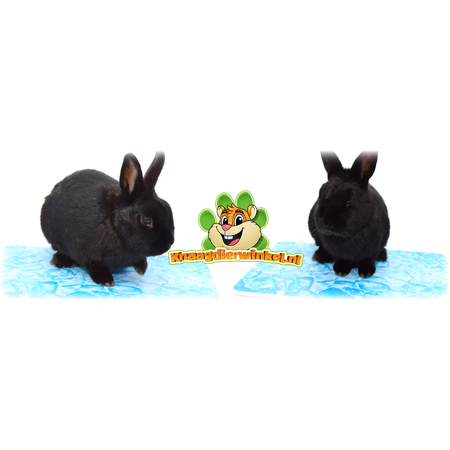 Trixie Koelsteen Blauw Keramiek