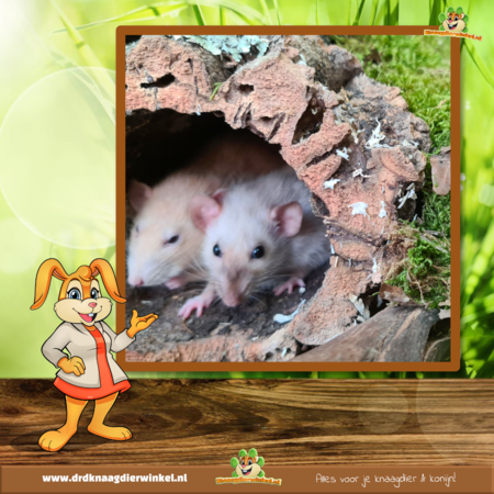 Trixie Tunel korkowy L