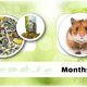 Getzoo Nourriture pour hamster Menu de base 500 grammes