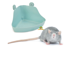 Toalety dla szczurów