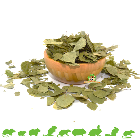 Knaagdier Kruidenier Feuilles de bouleau séchées pour rongeurs et lapins !