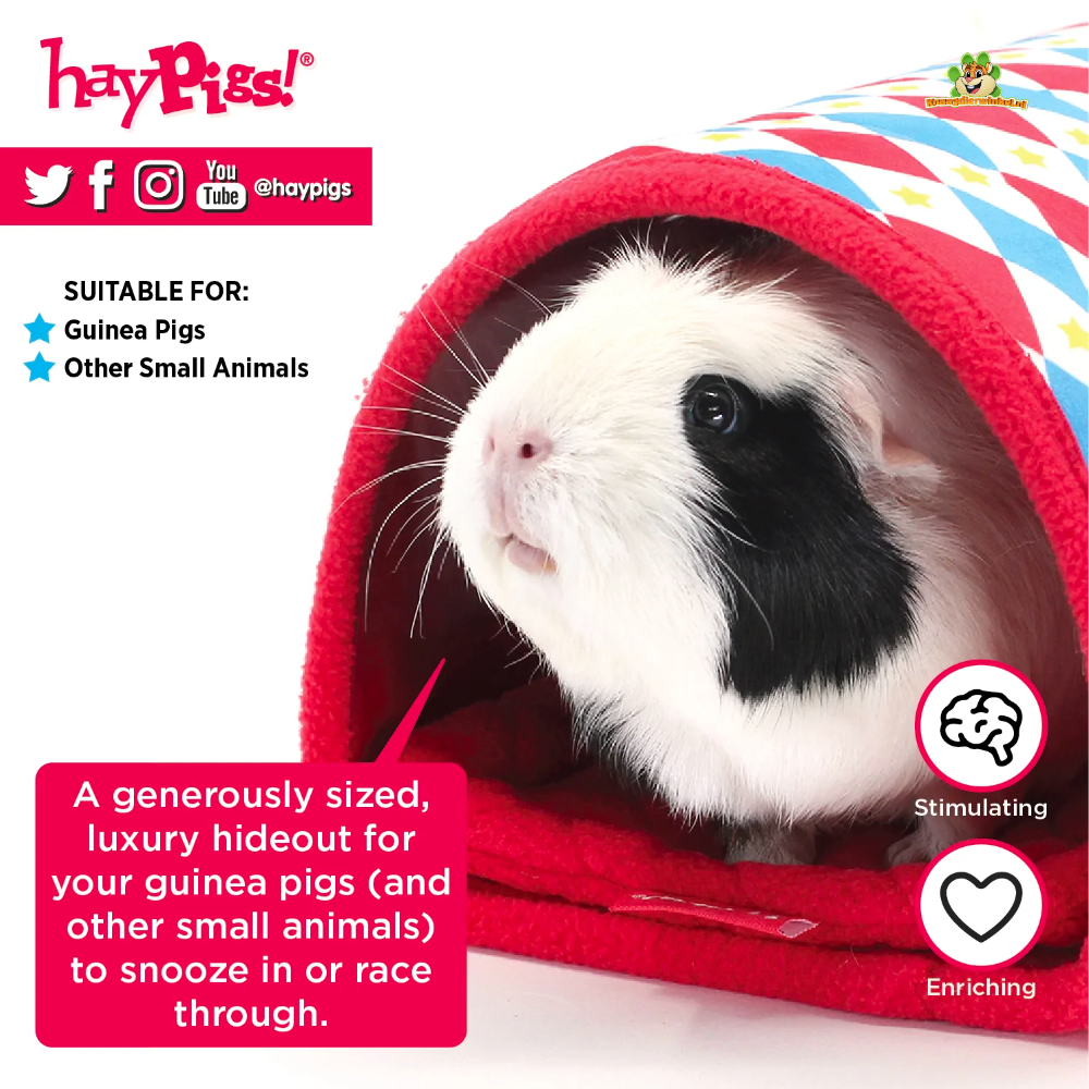 What is the difference between a hamster and a guinea pig? – HAYPIGS