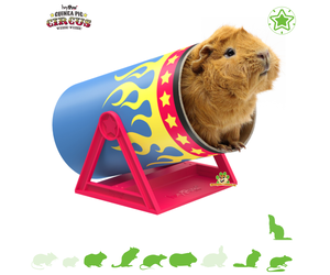 What is the difference between a hamster and a guinea pig? – HAYPIGS