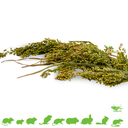 JR Farm Cosecha de mijo plumoso para roedores y aves