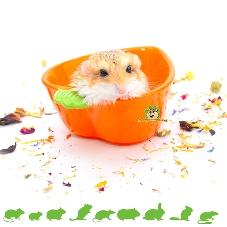 Trixie Ceramic Food & Water Bowl Carrot 12 cm
