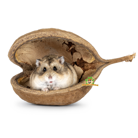 Knaagdierwinkel® Buddha Note for Hamsterscaping & Gerbilscaping
