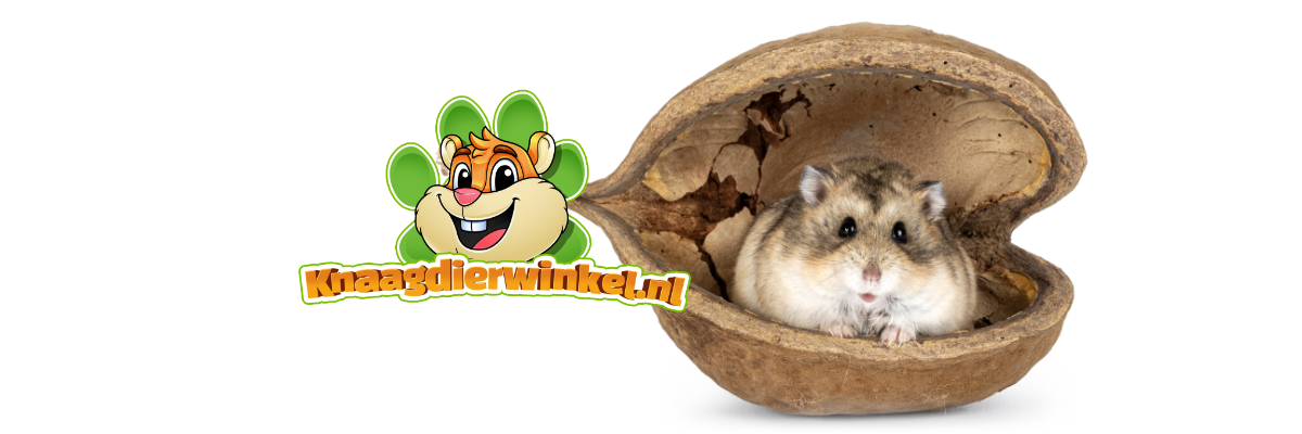 hamster nain dans un hamsterscaping de noix de Bouddha