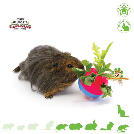 HayPigs Boule de collation de cirque pour rongeurs et lapins !